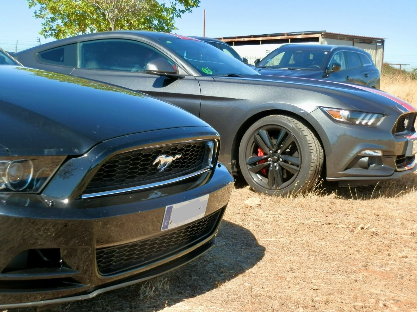 Mustang de distintas generaciones